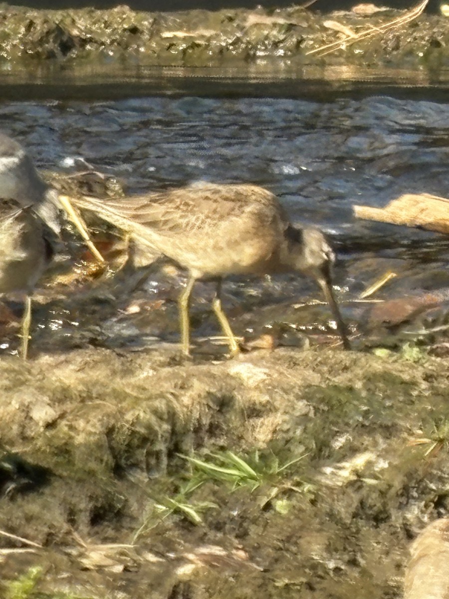 Long-billed Dowitcher - ML643649981