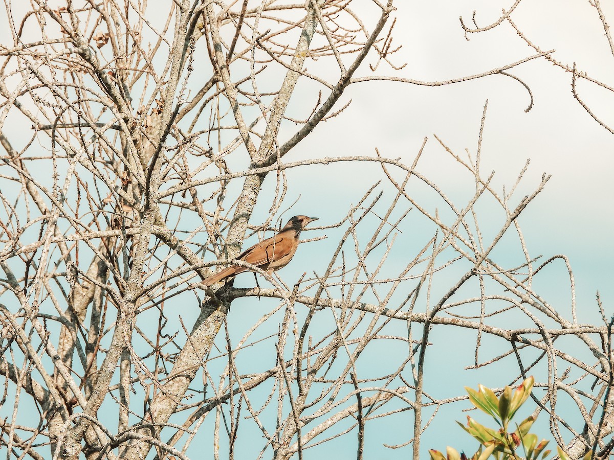 Pale-breasted Thrush - ML643649989