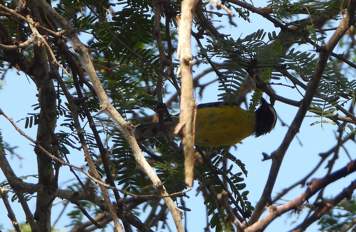 Bananaquit - ML643649990