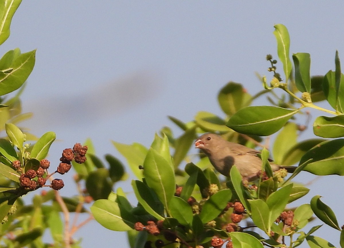 Black-faced Grassquit - ML643649996
