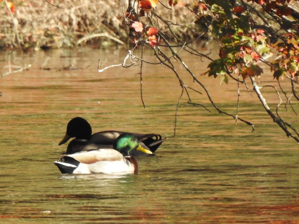 Mallard - ML643649999