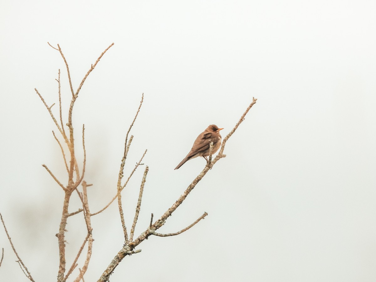 Creamy-bellied Thrush - ML643650000