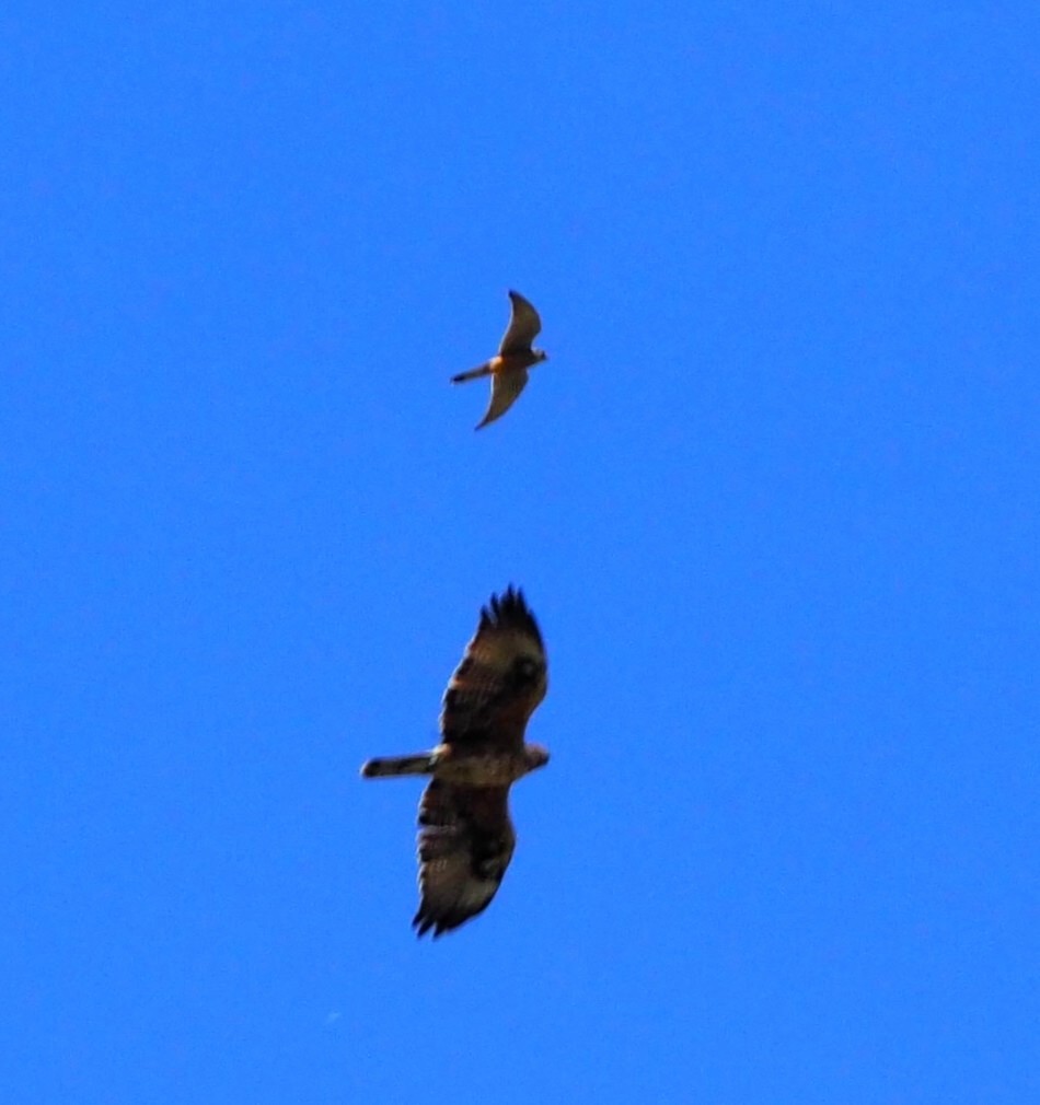 Bonelli's Eagle - ML643650002