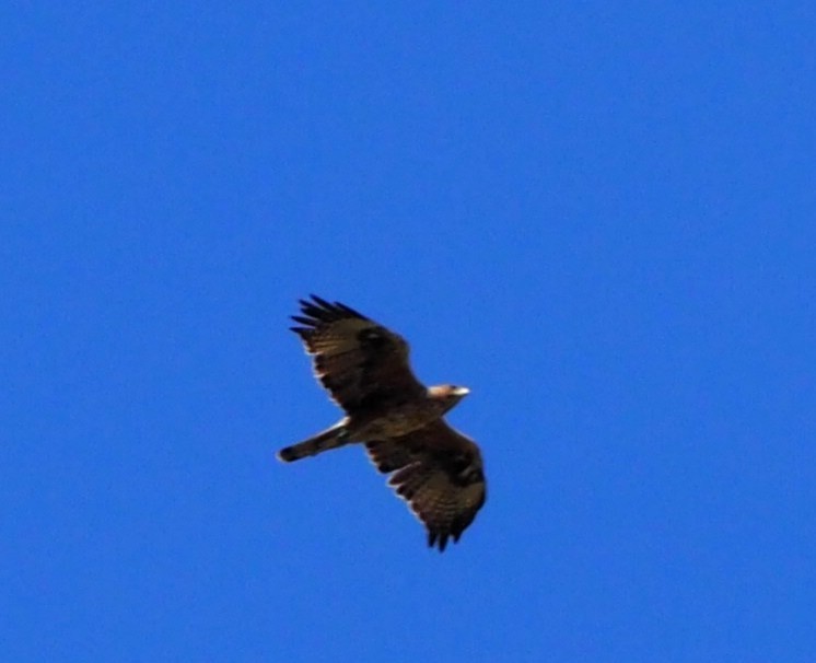 Bonelli's Eagle - ML643650003