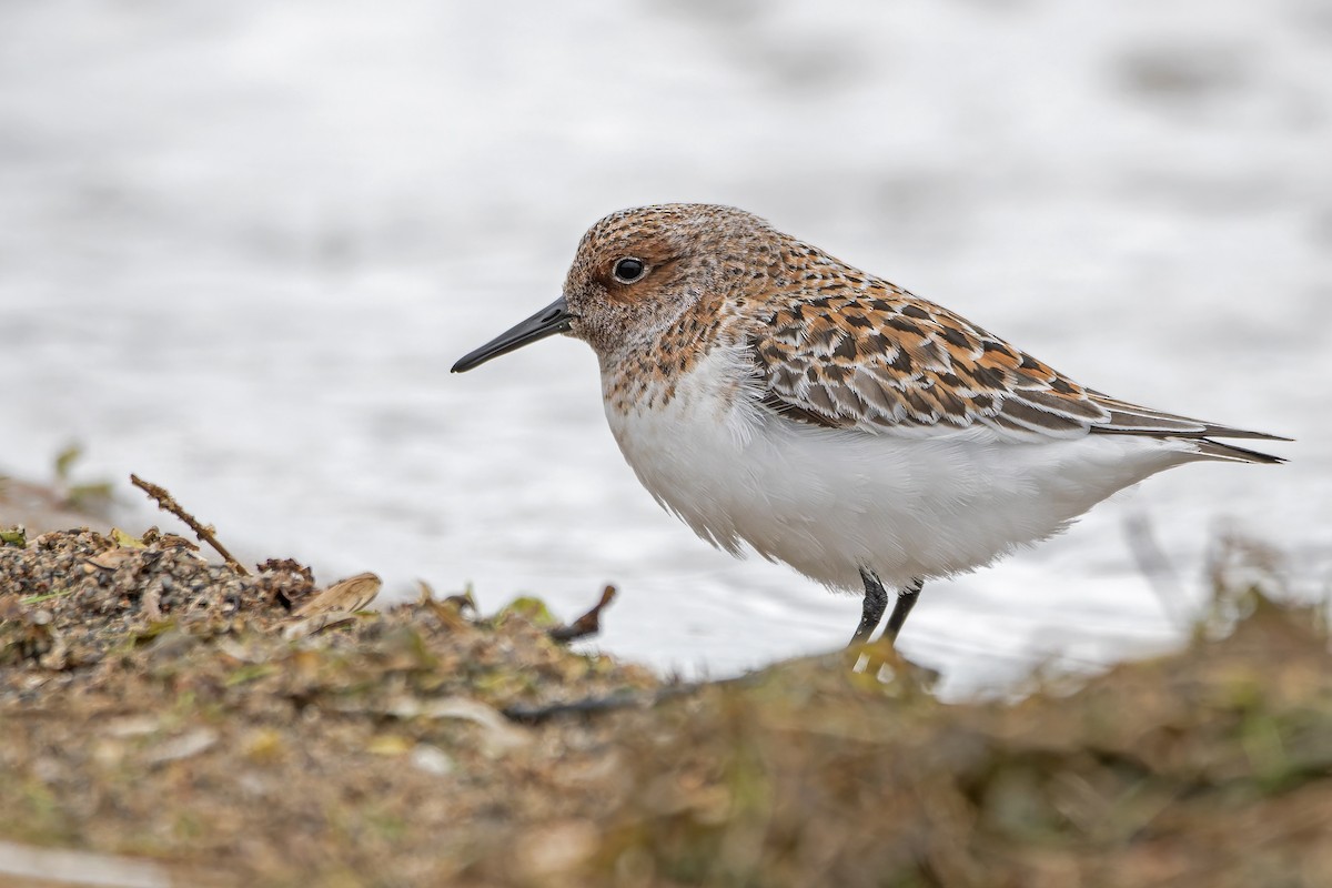 Sanderling - ML643650004