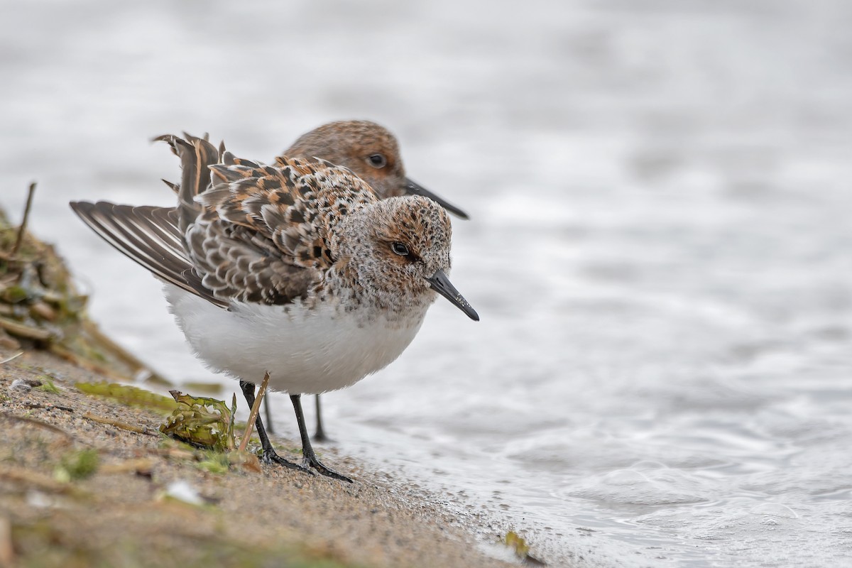 Sanderling - ML643650005