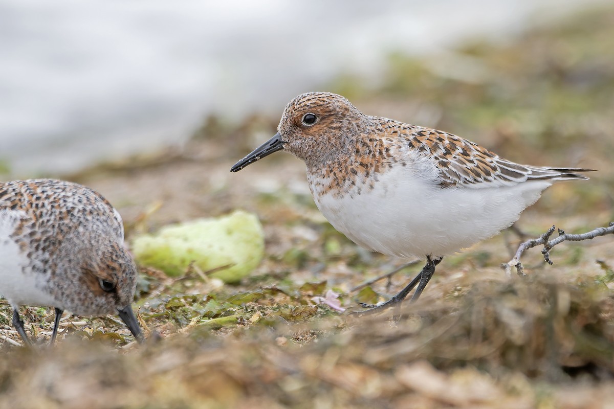 Sanderling - ML643650006