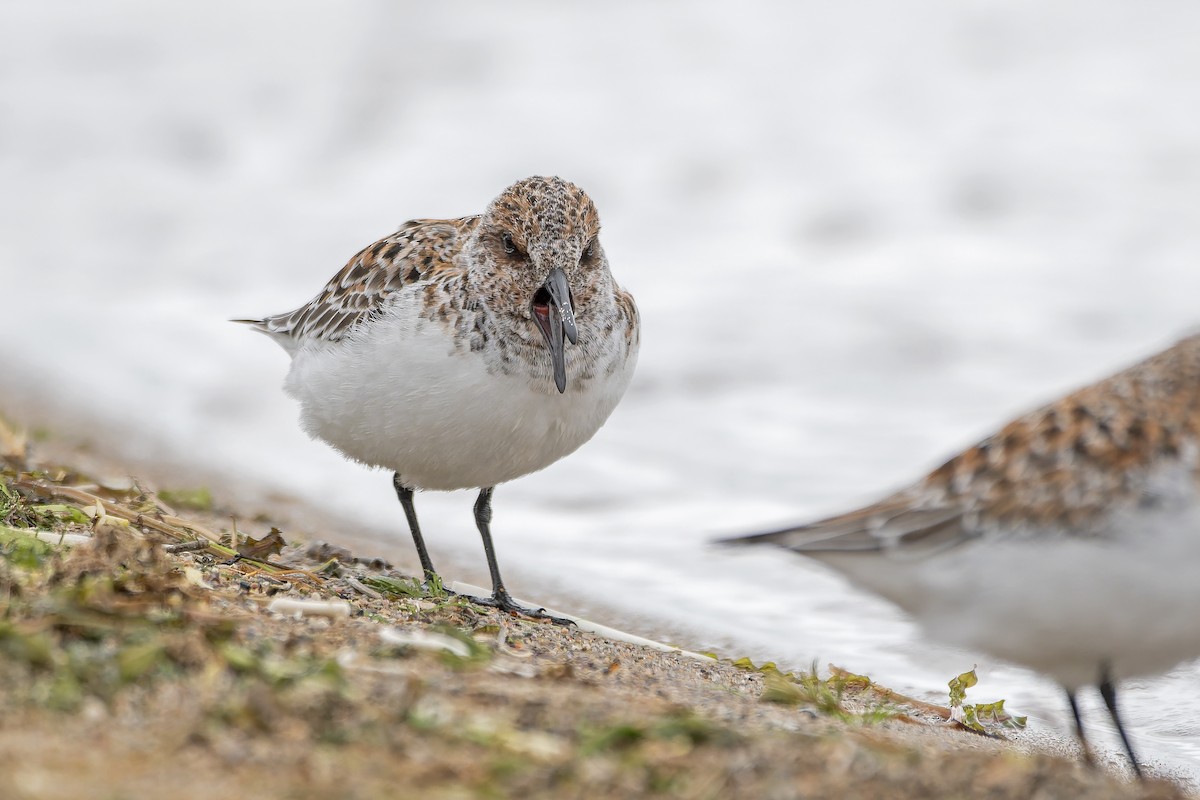 Sanderling - ML643650008