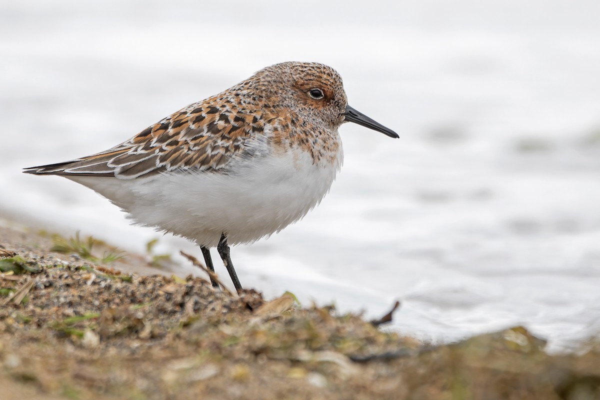 Sanderling - ML643650009