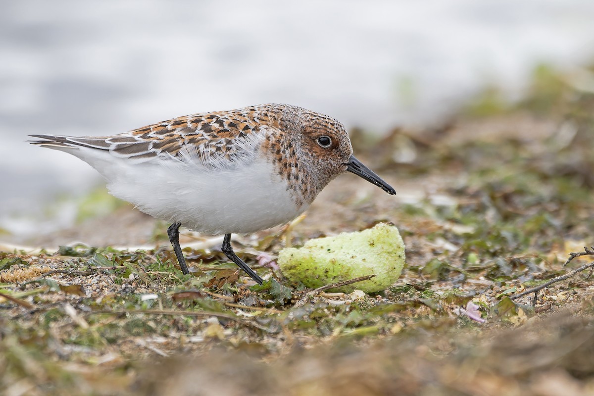 Sanderling - ML643650010