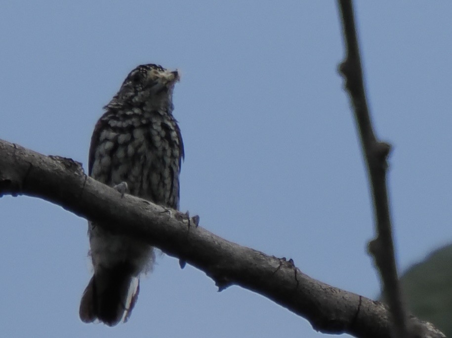 White-wedged Piculet - ML643650012