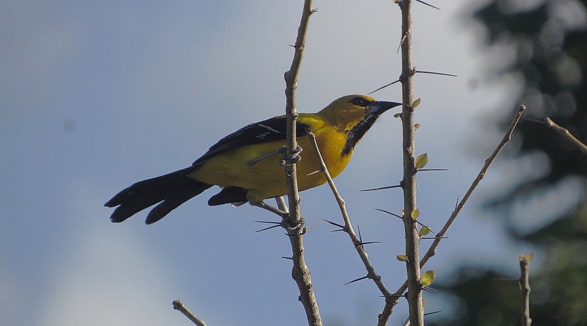 Yellow Oriole - ML643650013