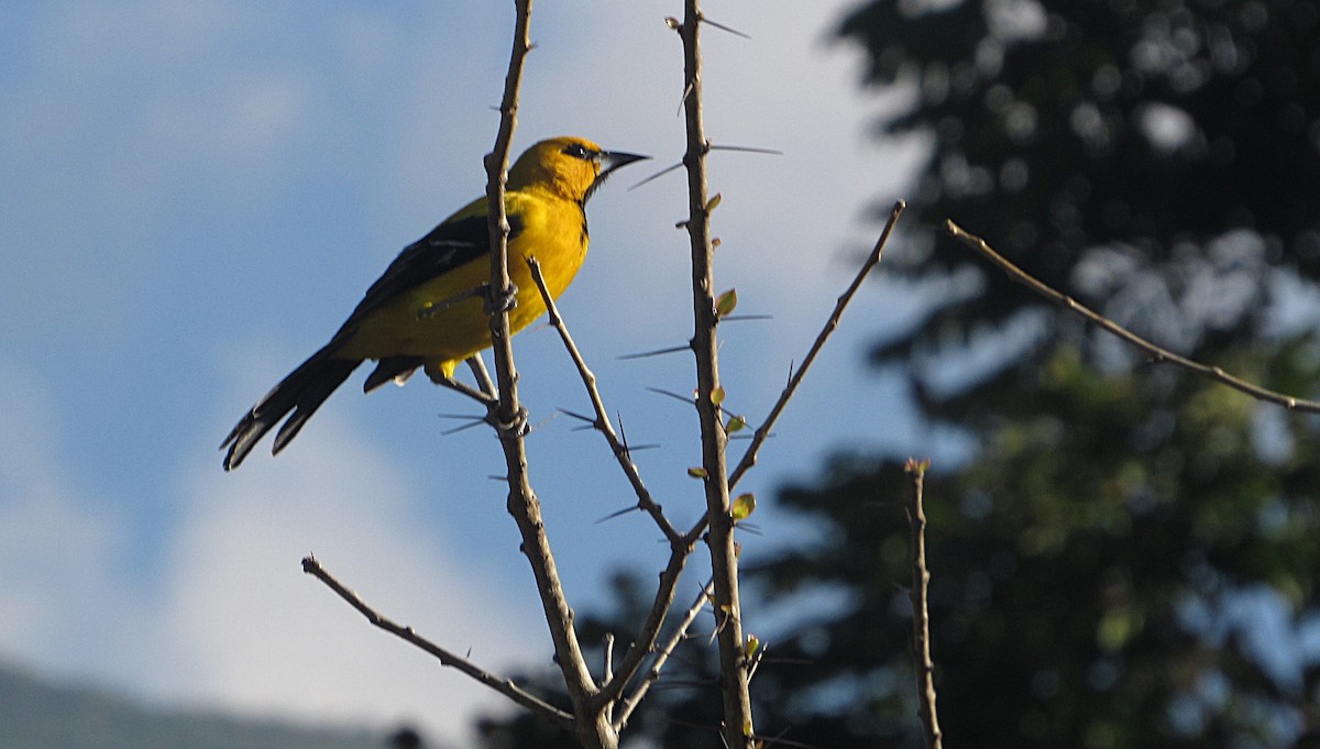 Yellow Oriole - ML643650014