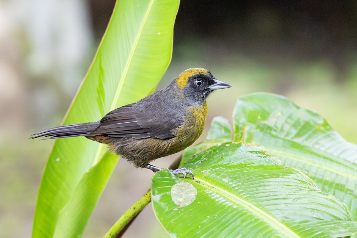 Dusky-faced Tanager - ML643650015
