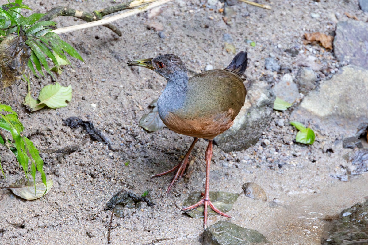 Gray-cowled Wood-Rail - ML643650017