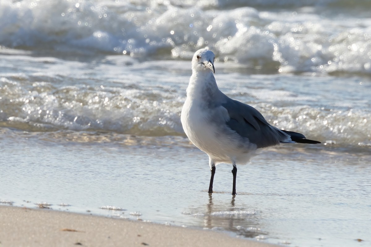 American Herring Gull - ML643650019