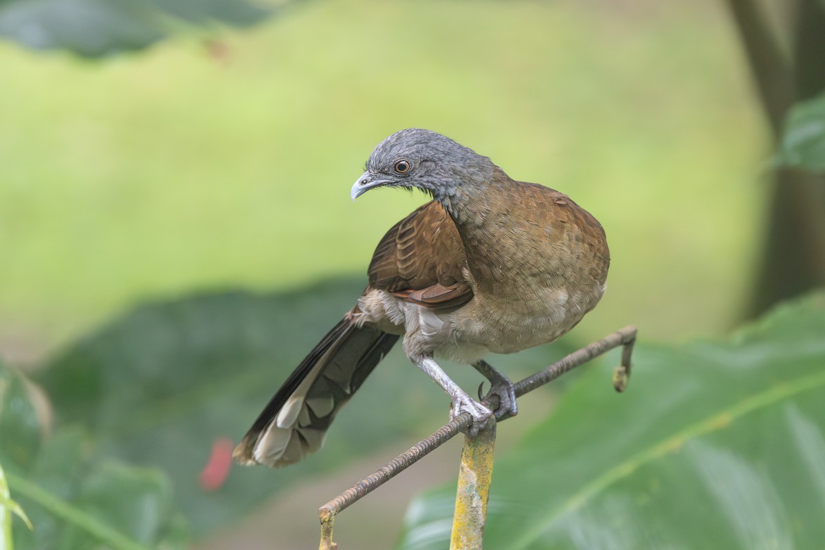 Gray-headed Chachalaca - ML643650020