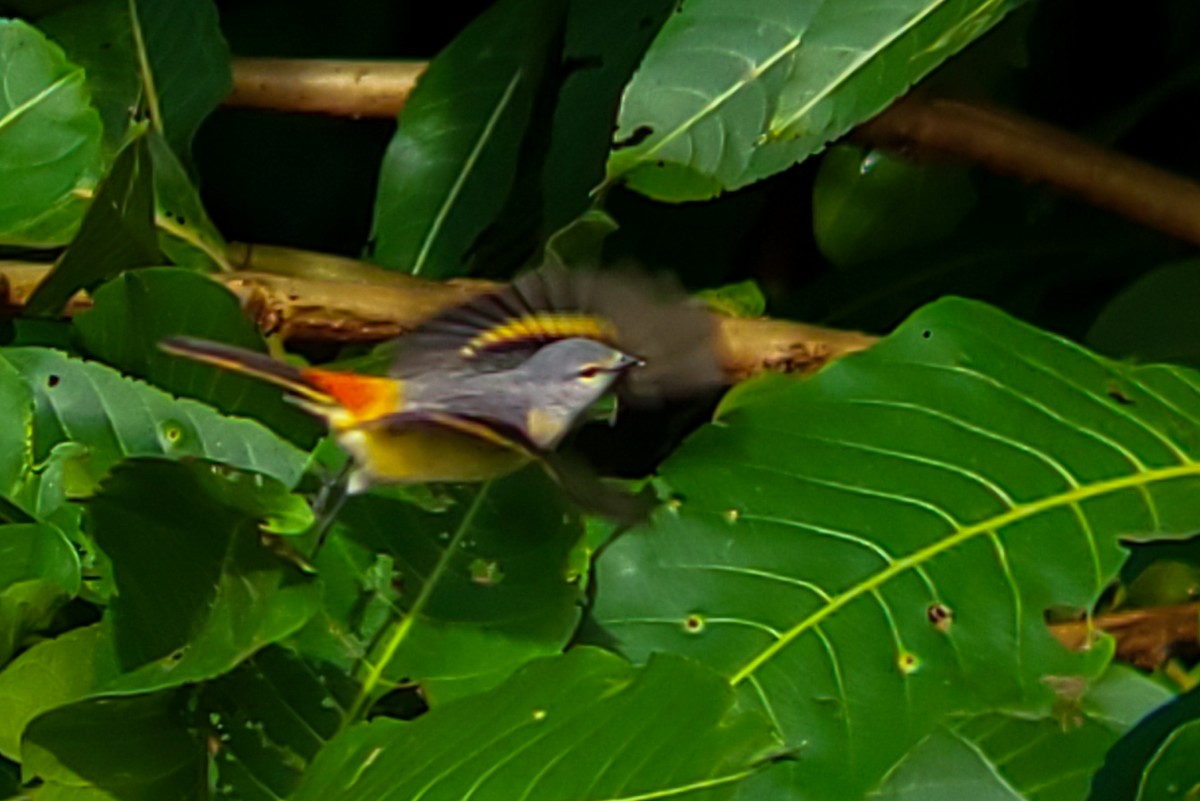 Small Minivet - ML643650021