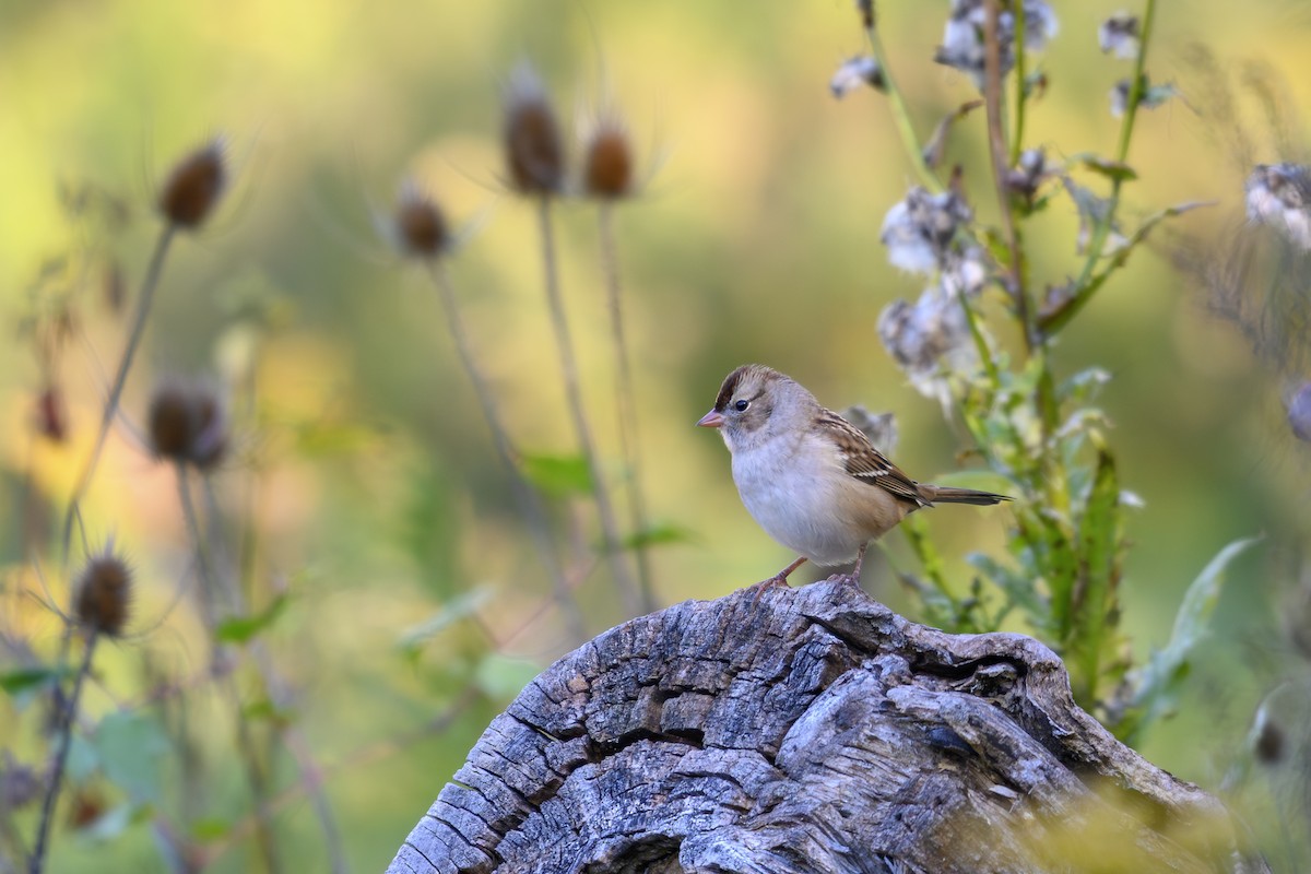 White-crowned Sparrow - ML643650022
