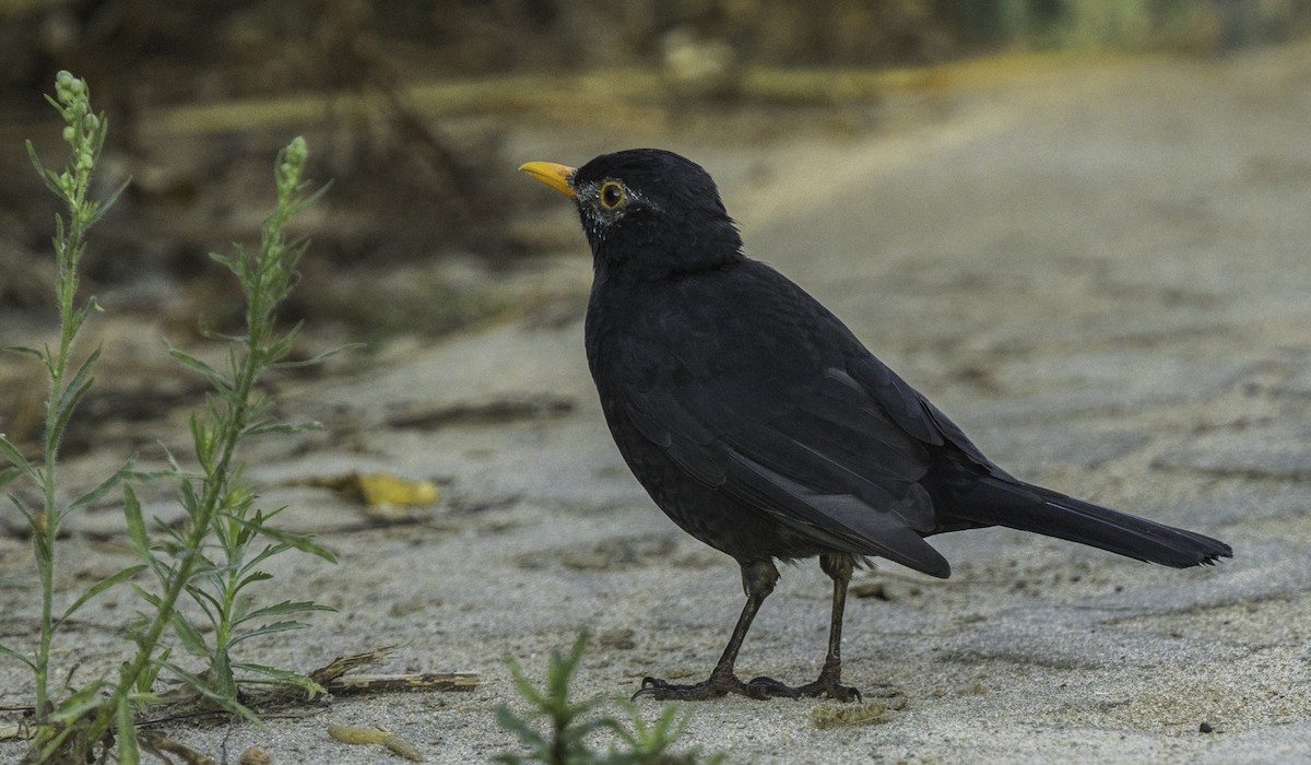 Eurasian Blackbird - ML643650024