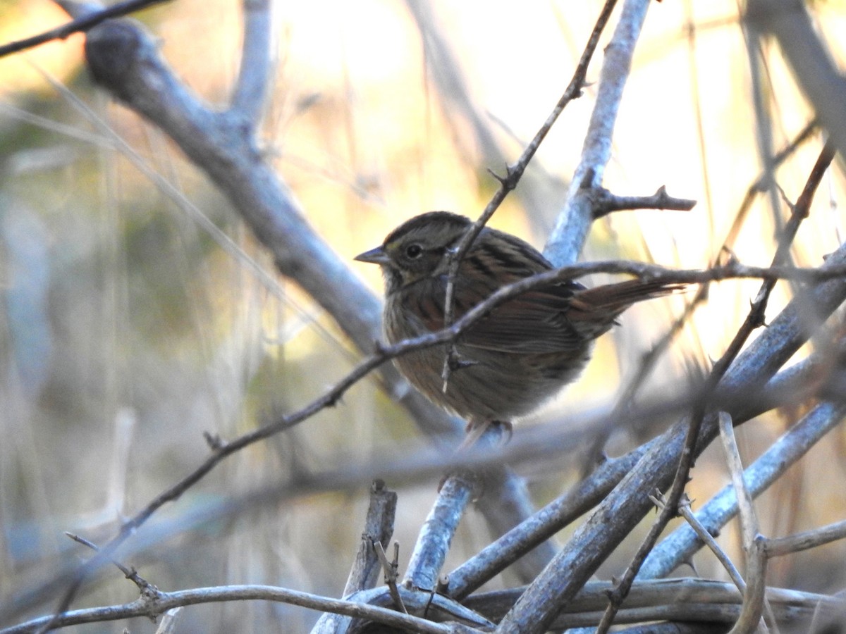 Swamp Sparrow - ML643650027