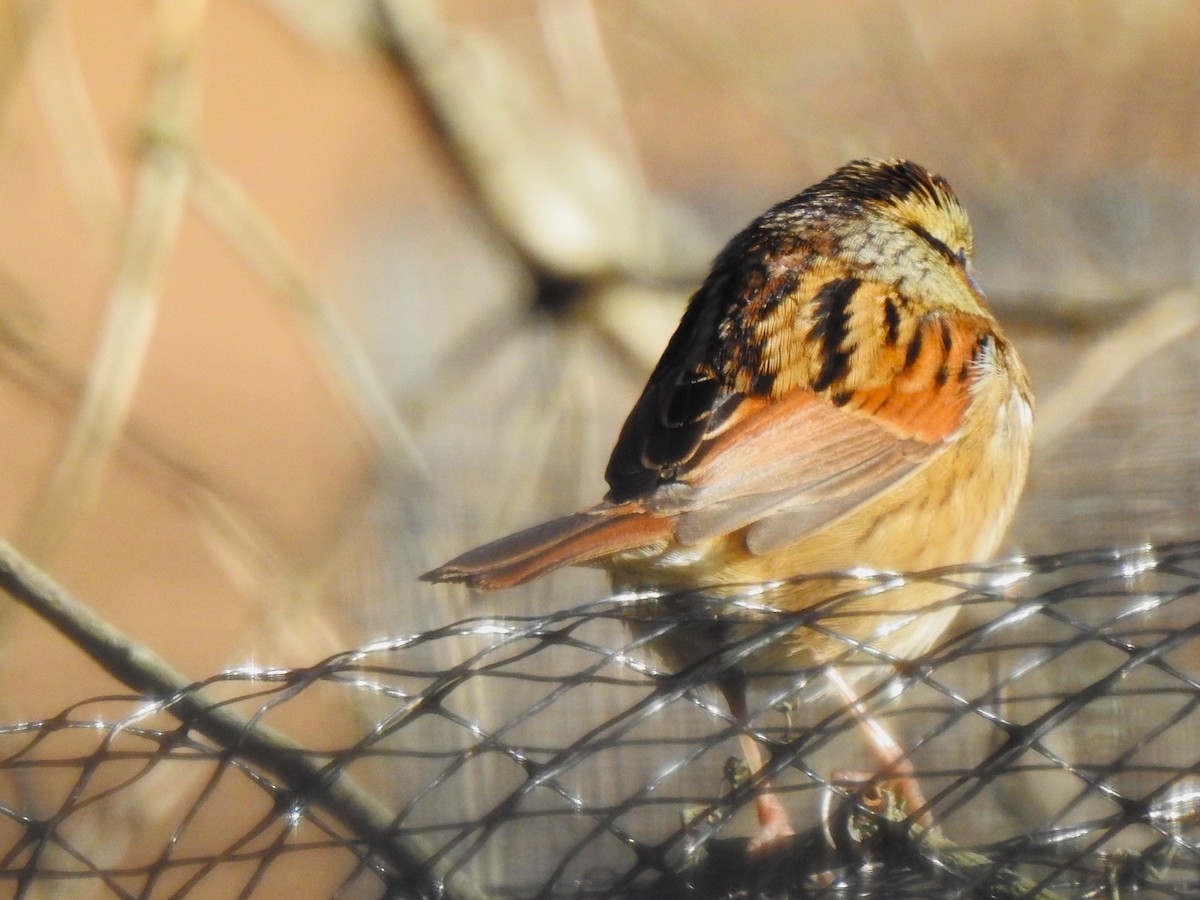 Swamp Sparrow - ML643650028