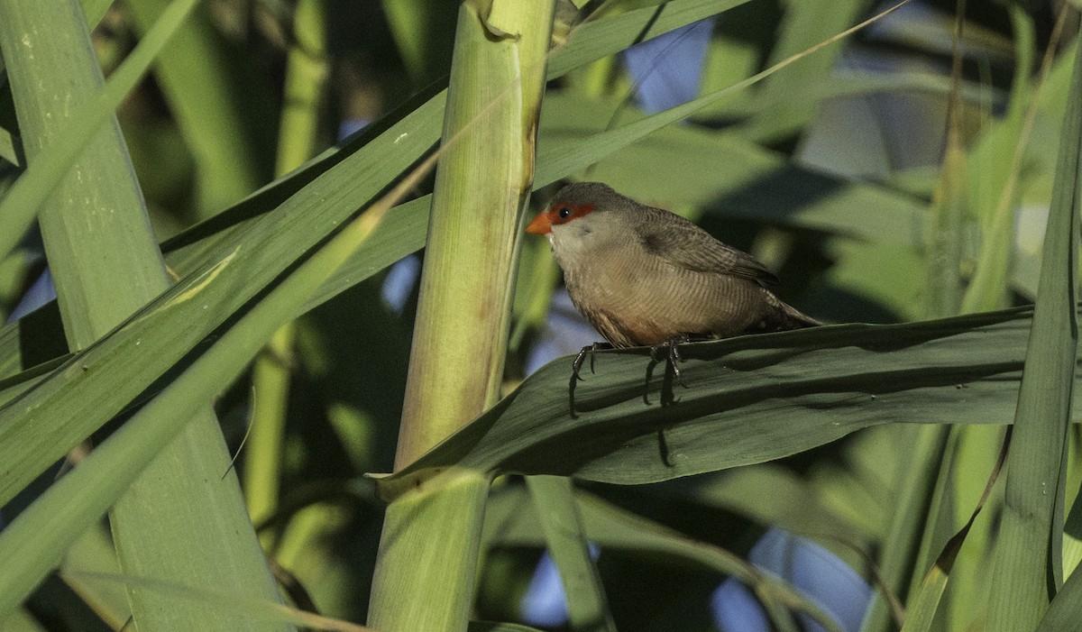 Common Waxbill - ML643650029