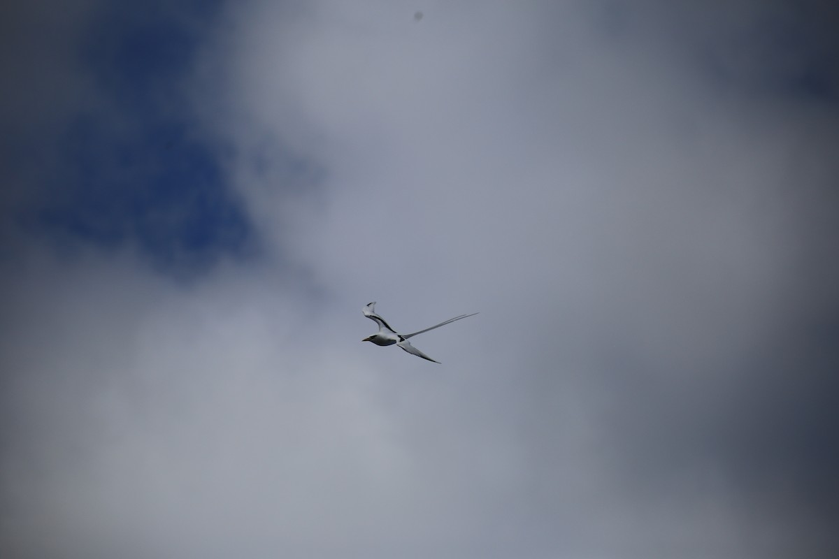 White-tailed Tropicbird - ML643650035