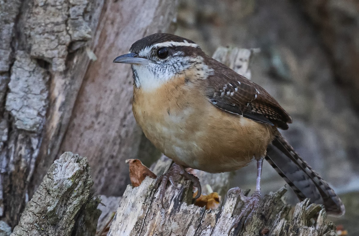 Carolina Wren - ML643650038