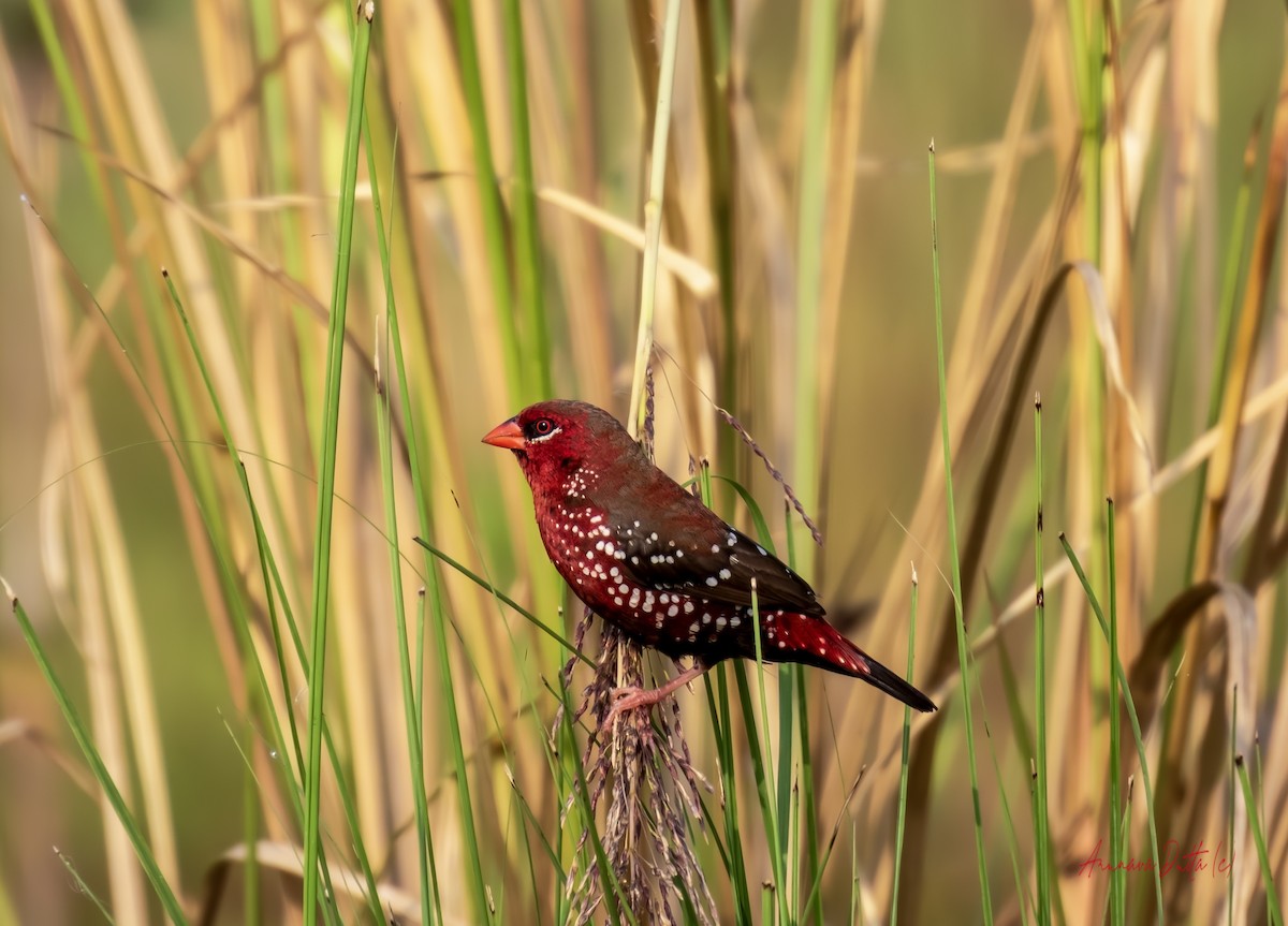 Bengali rouge - ML643650053