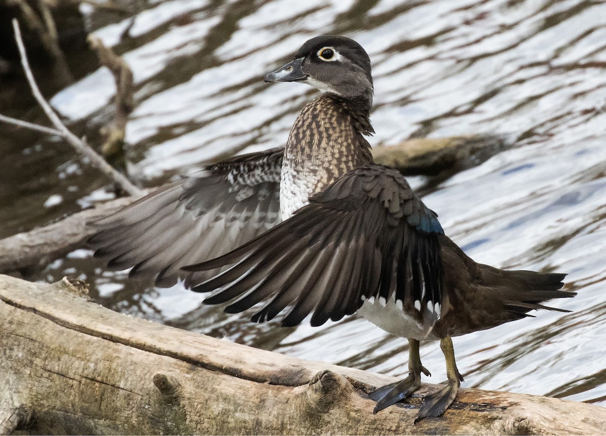 Wood Duck - ML643650058