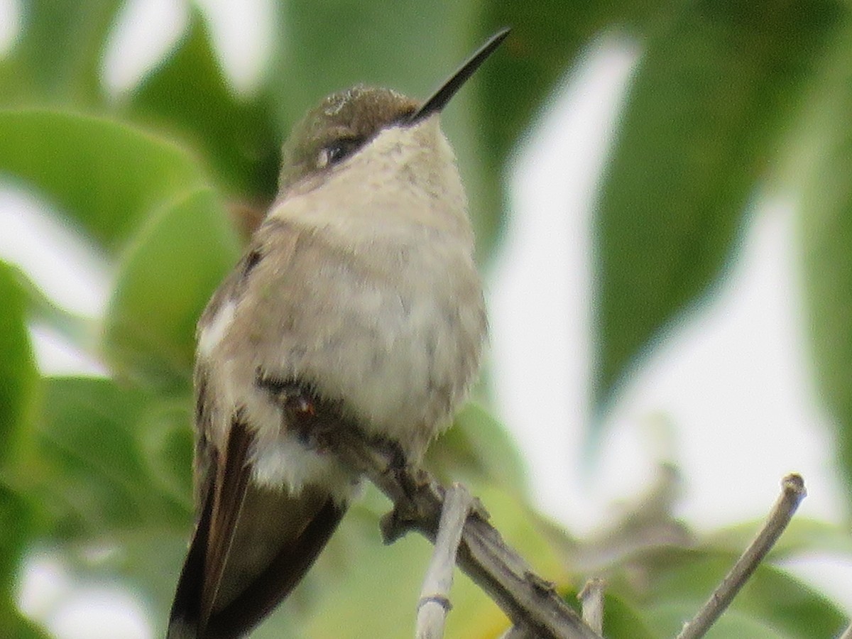 Breitschwanzelfe - ML643650059