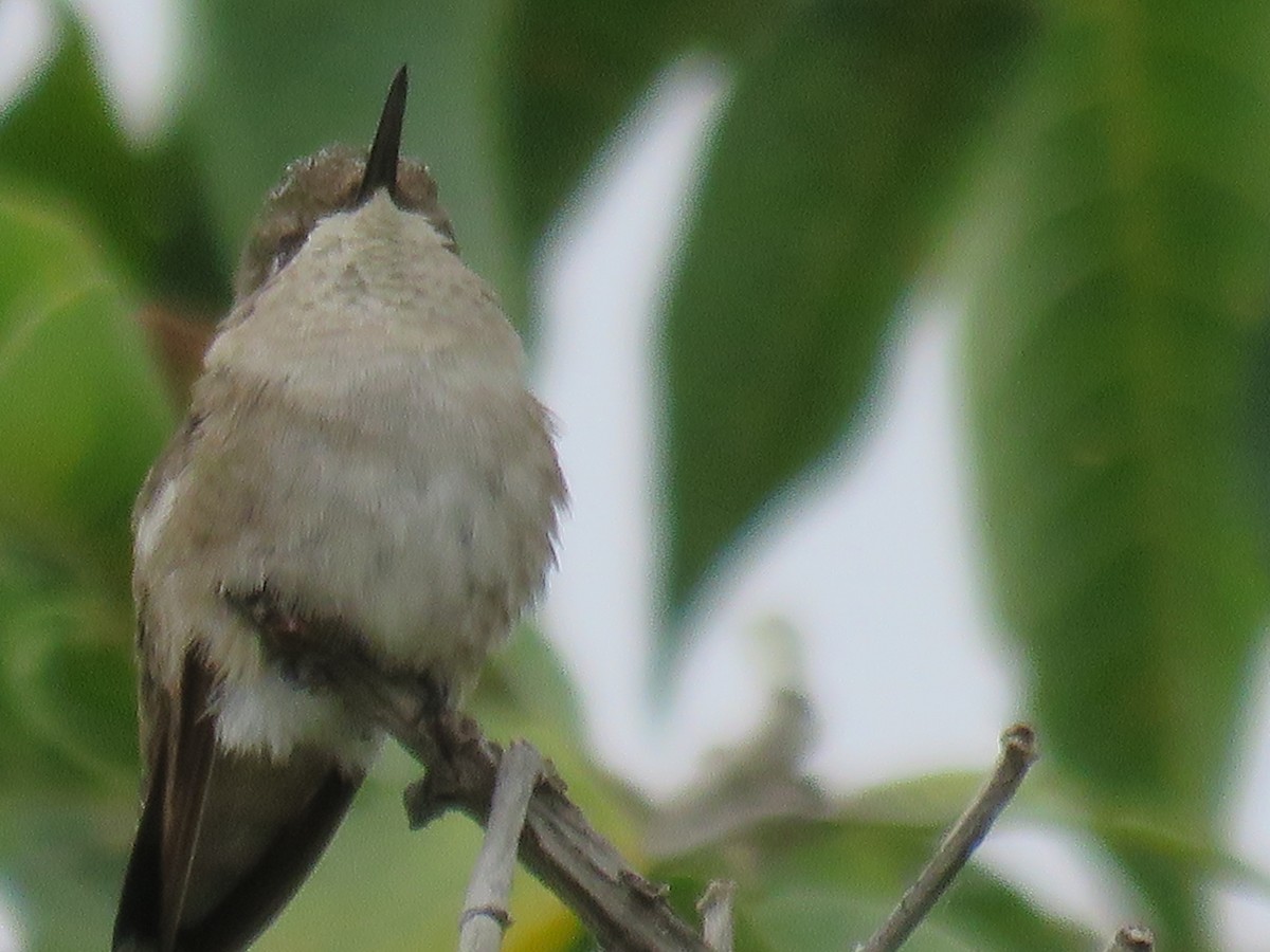 Breitschwanzelfe - ML643650060