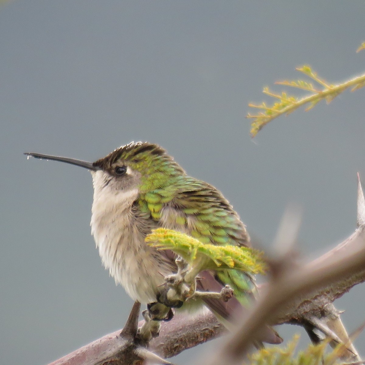 Breitschwanzelfe - ML643650061