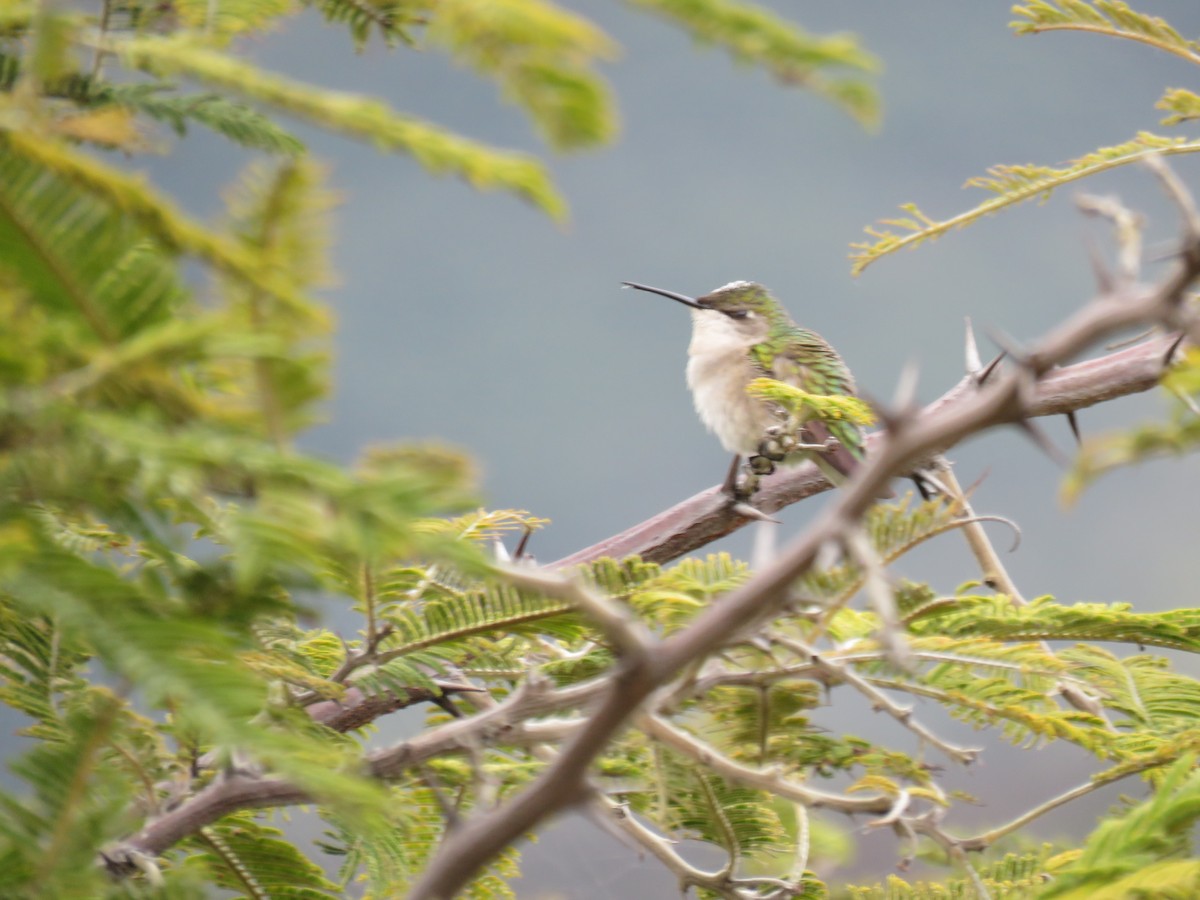 Breitschwanzelfe - ML643650062