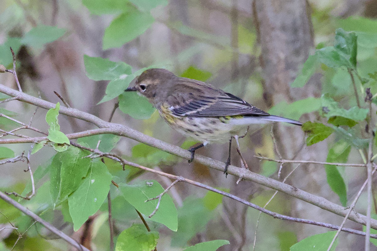 Yellow-rumped Warbler (Myrtle) - ML643650083