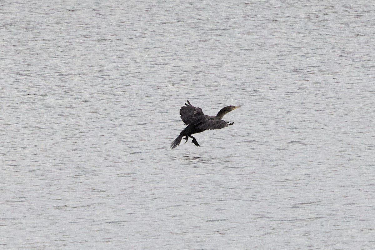 Double-crested Cormorant - ML643650092