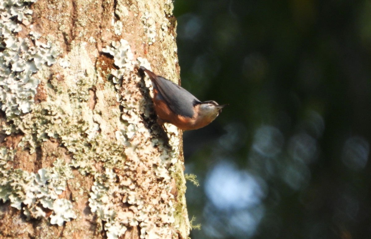 Kastanienkleiber - ML643650104