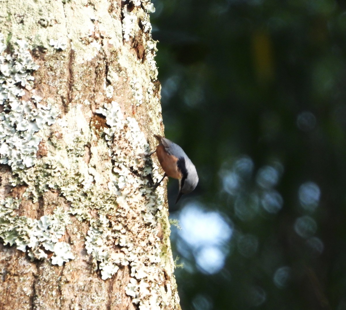 Kastanienkleiber - ML643650107