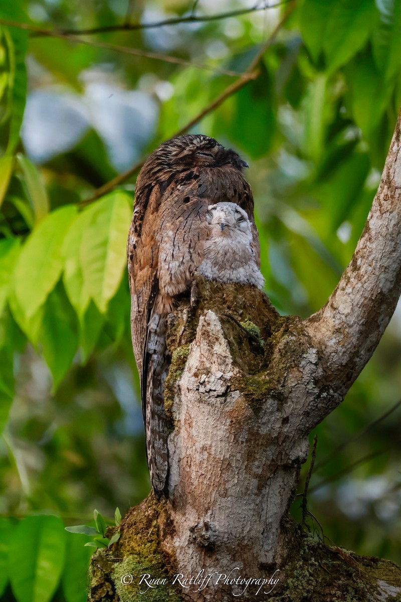 Common Potoo - ML643650109