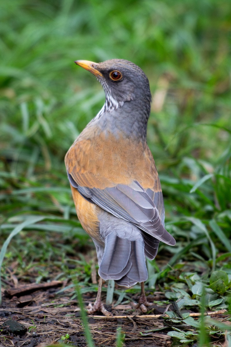 Rufous-backed Robin (Rufous-backed) - ML643650117
