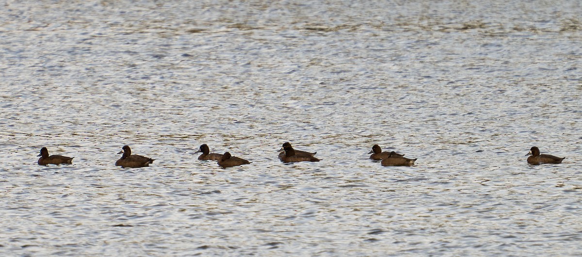 Greater/Lesser Scaup - ML643650122