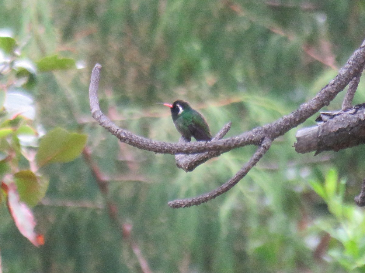 White-eared Hummingbird - ML643650128
