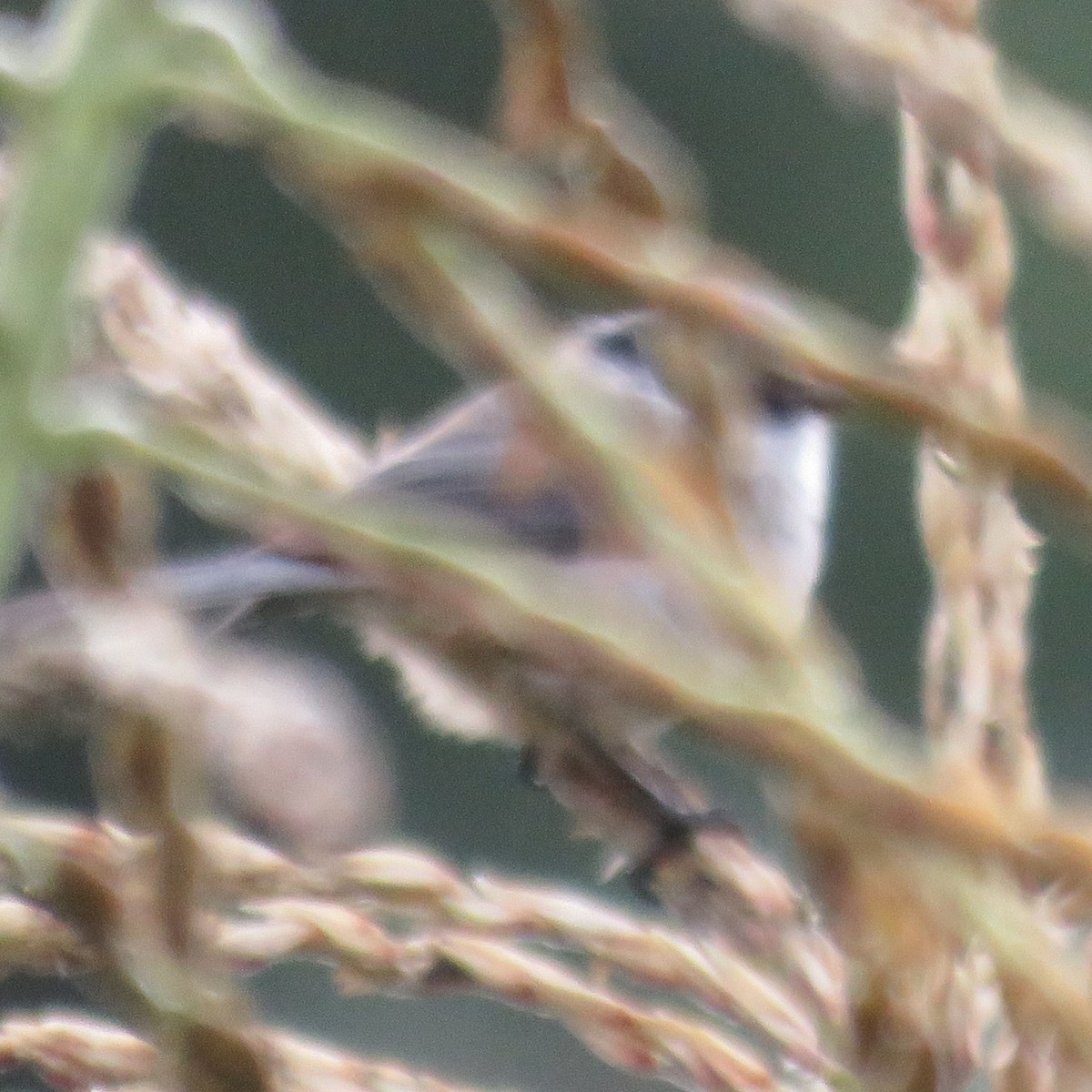 Bushtit - ML643650156
