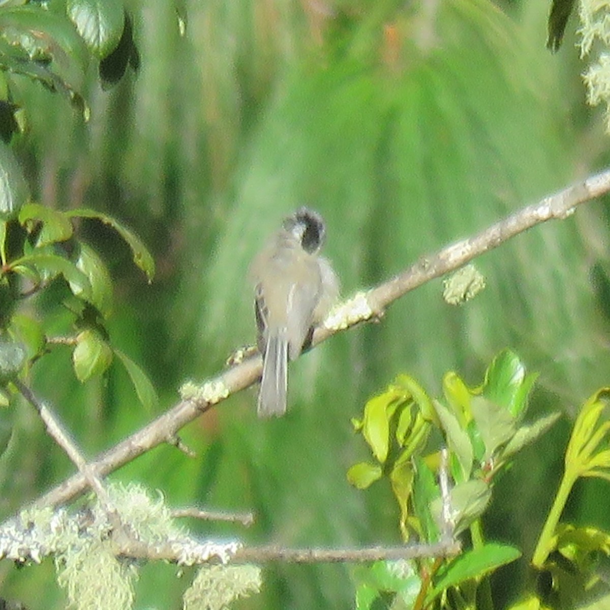 Mexican Chickadee - ML643650157