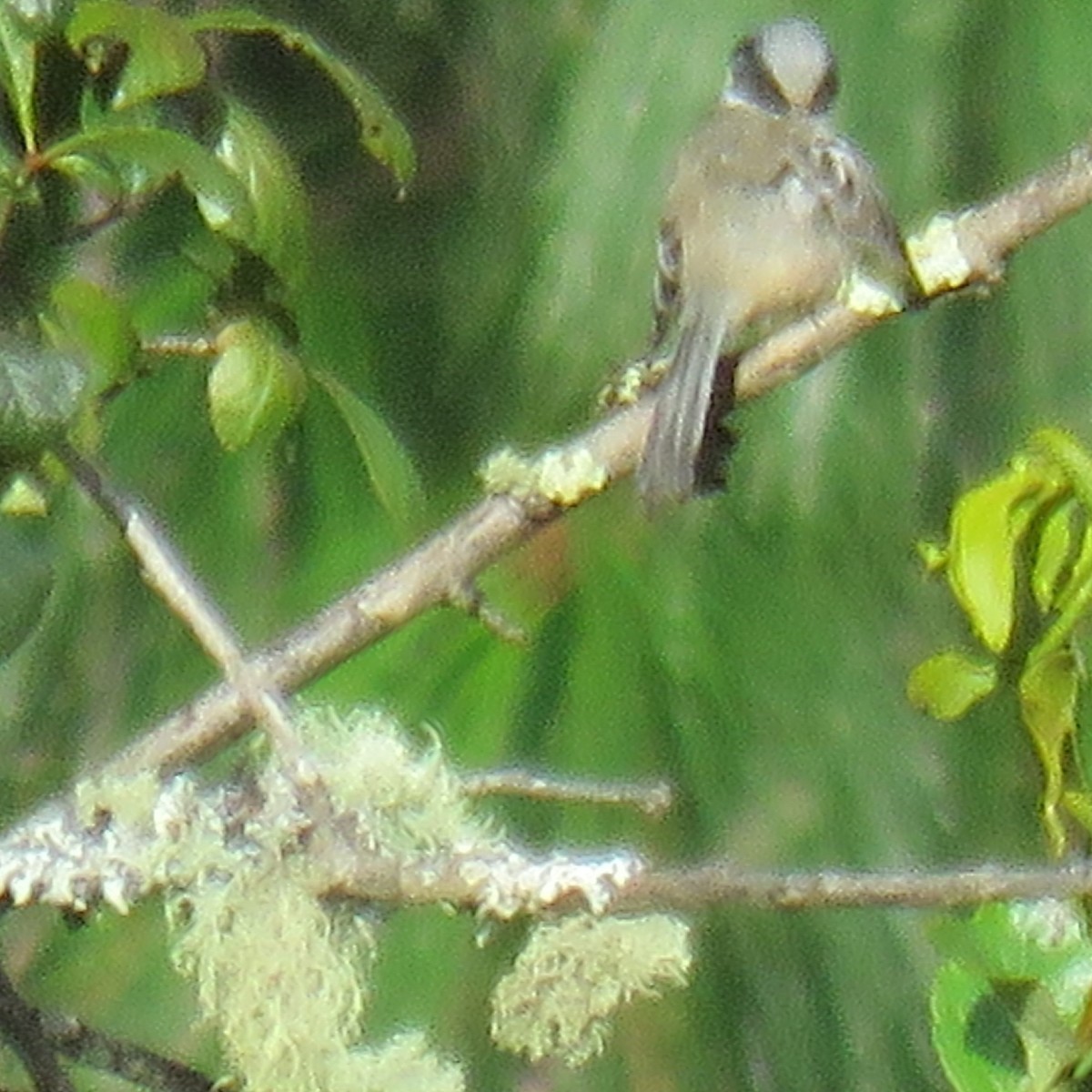 Mexican Chickadee - ML643650158