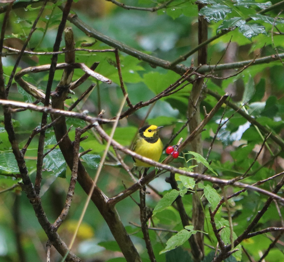 Hooded Warbler - ML643650169