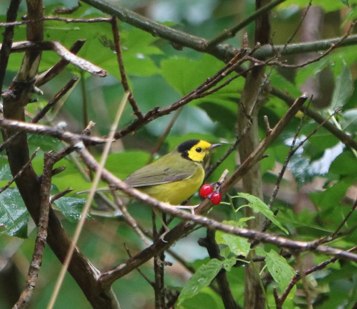 Hooded Warbler - ML643650170