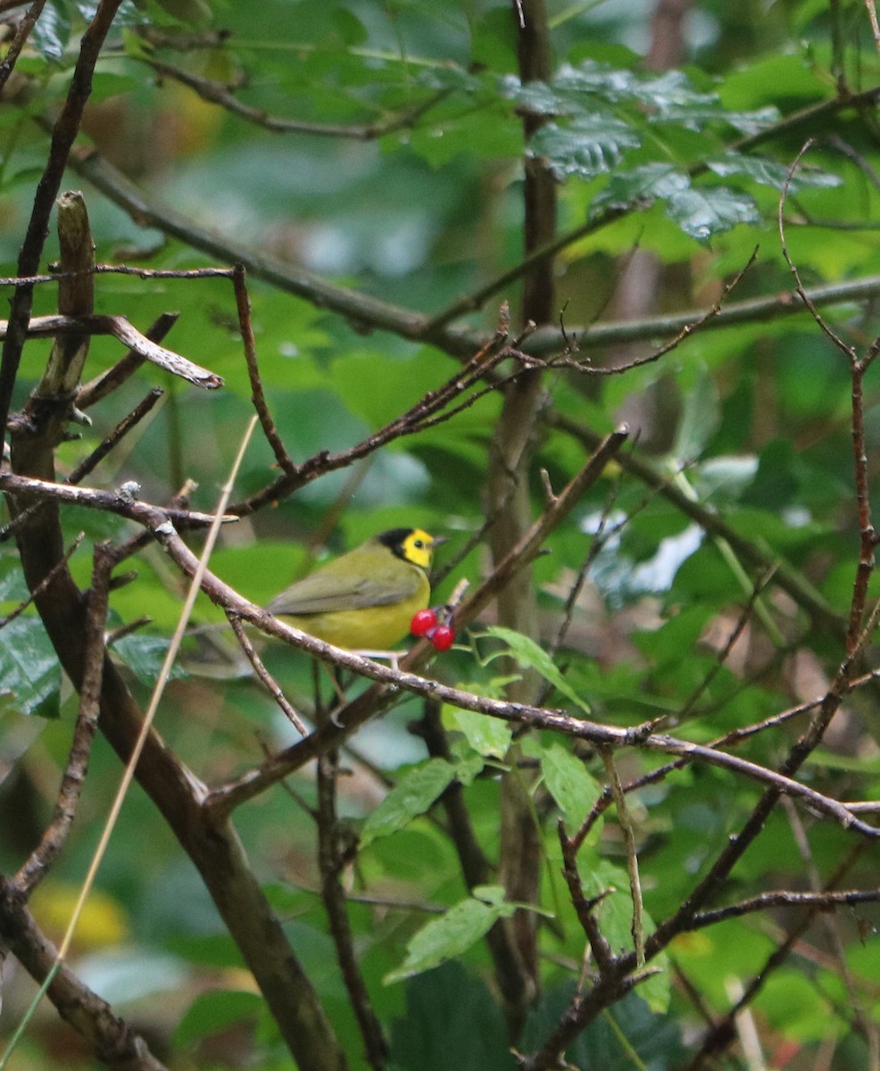 Hooded Warbler - ML643650171
