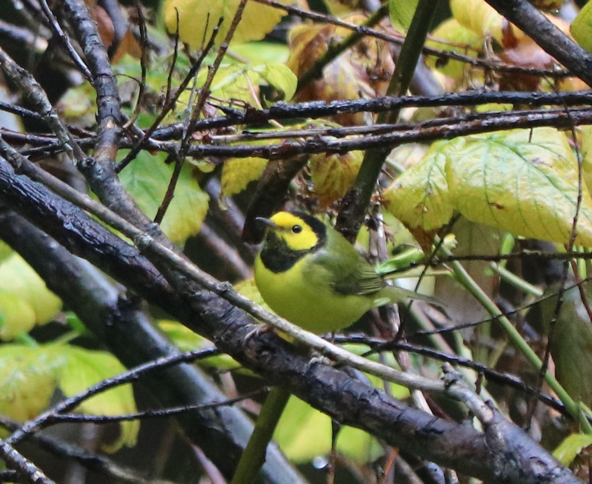 Hooded Warbler - ML643650172